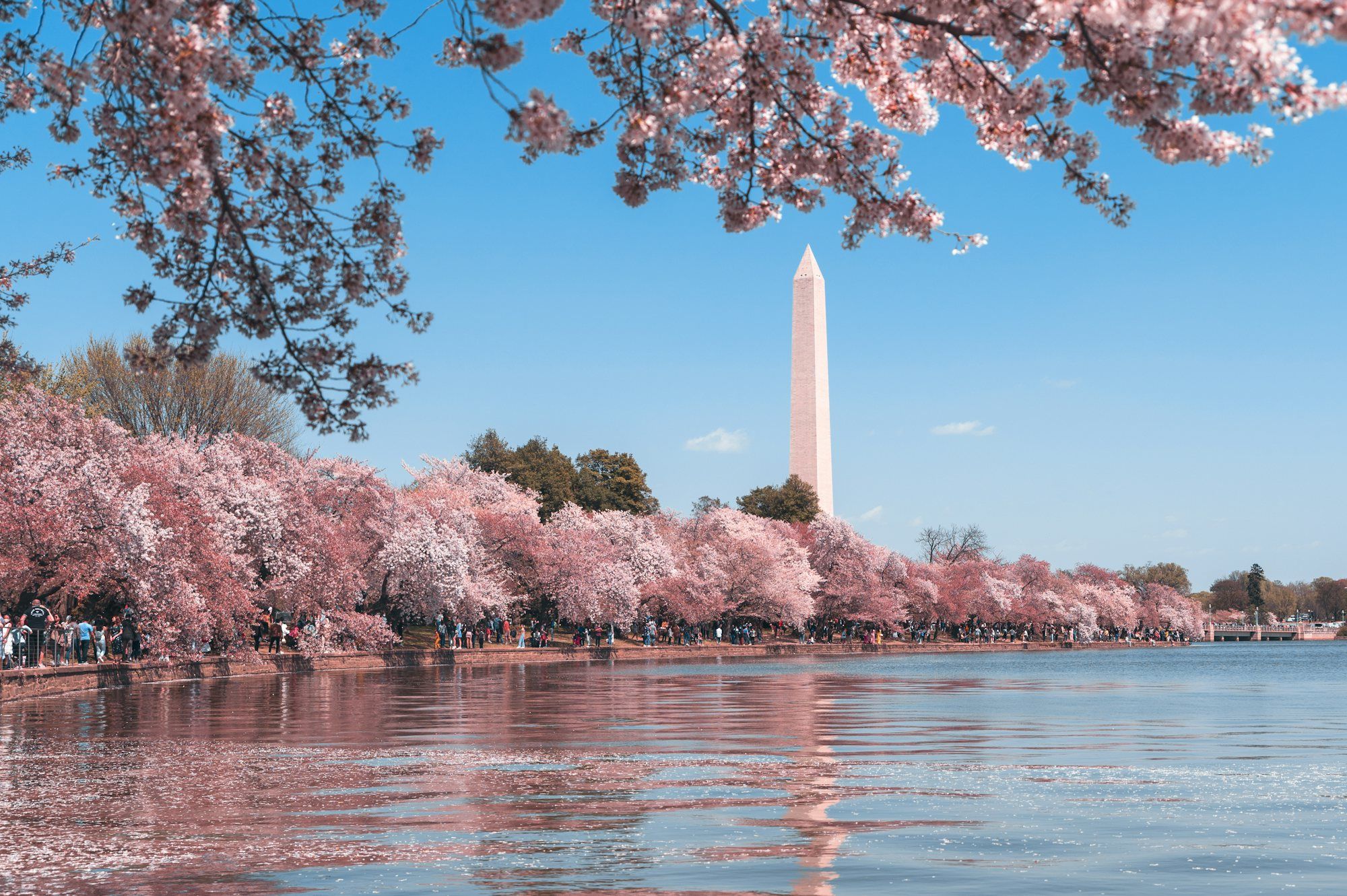 The Washington Monument framed by cherry blossoms along the Tidal Basin